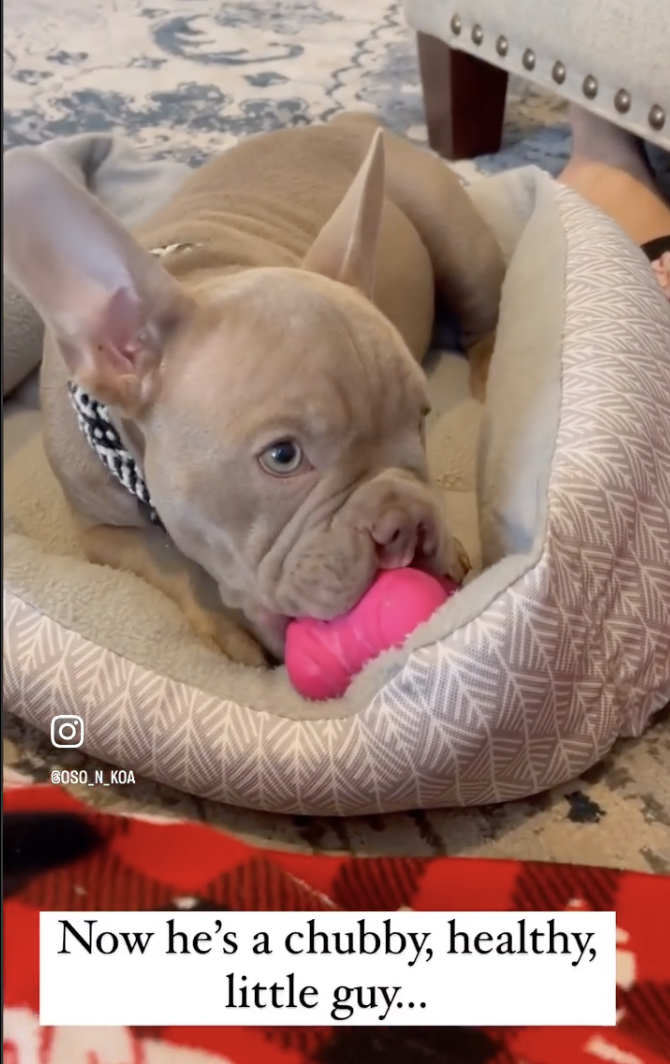 Born With a Cleft Palate, Bammy Wasn’t Expected to Survive—Until a Family Flew Across the Country to Save Him